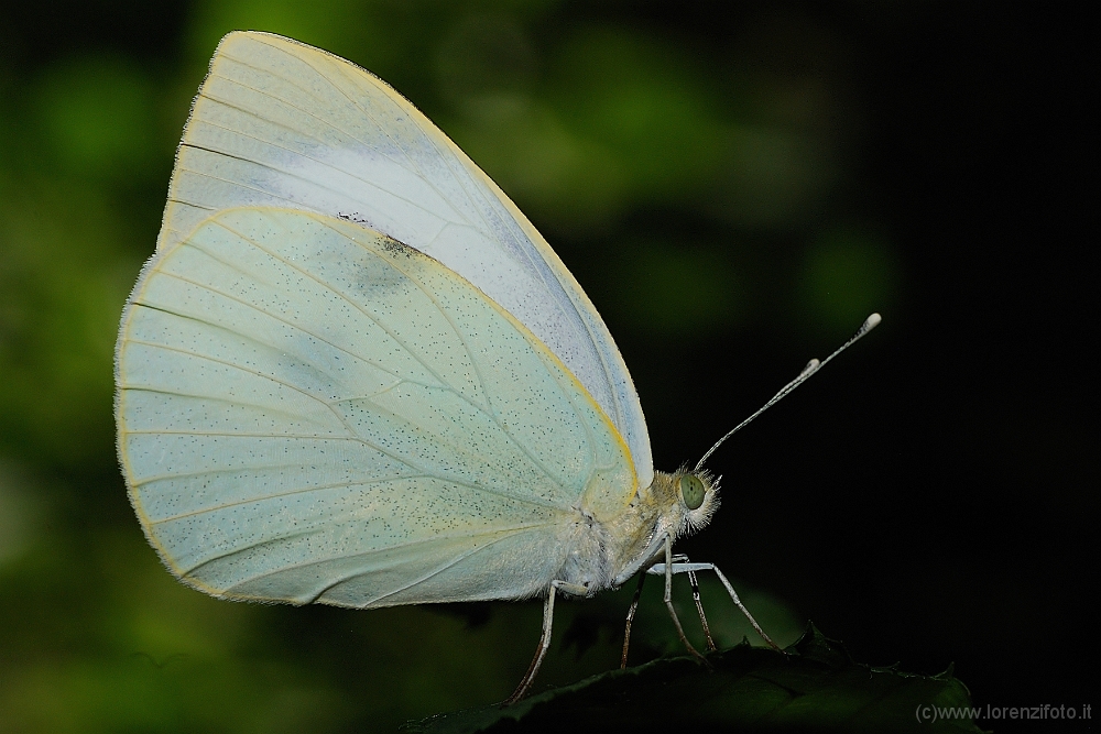Pieris brassicae (Cavolaia maggiore).jpg